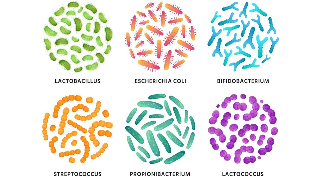 The Microbiome and Mental Health: How Gut Health Influences Mood and Cognitive Function