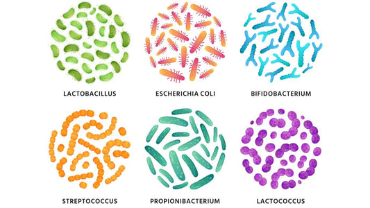 The Microbiome and Mental Health: How Gut Health Influences Mood and Cognitive Function